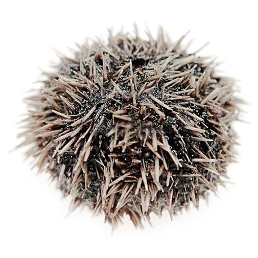 Sea urchin extract in Traugel